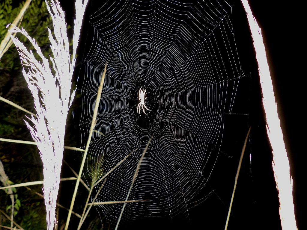 Passeggiate aracnologiche (di notte)